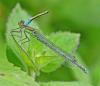 Erythromma viridulum